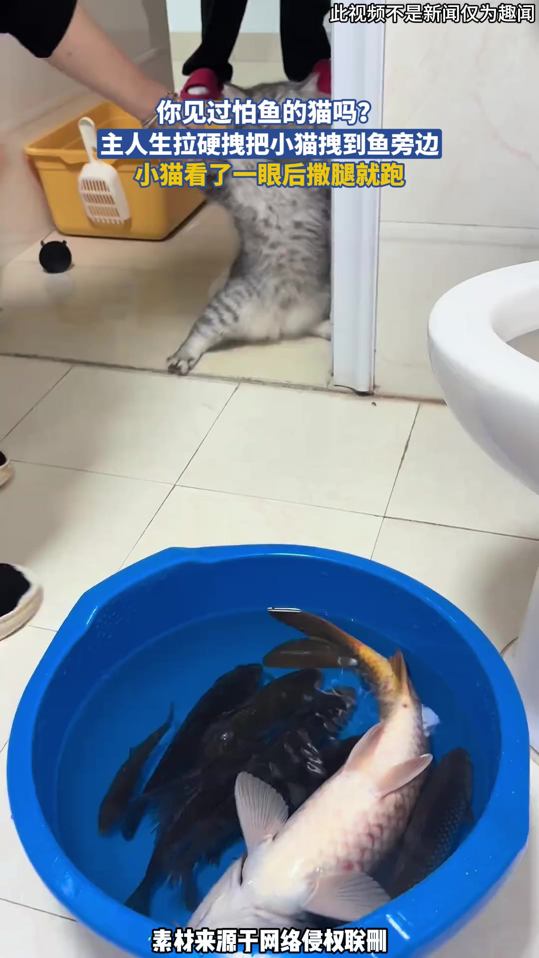 你见过怕鱼的猫吗？主人生拉硬拽把小猫拽到鱼旁边，小猫看了一眼后撒腿就跑