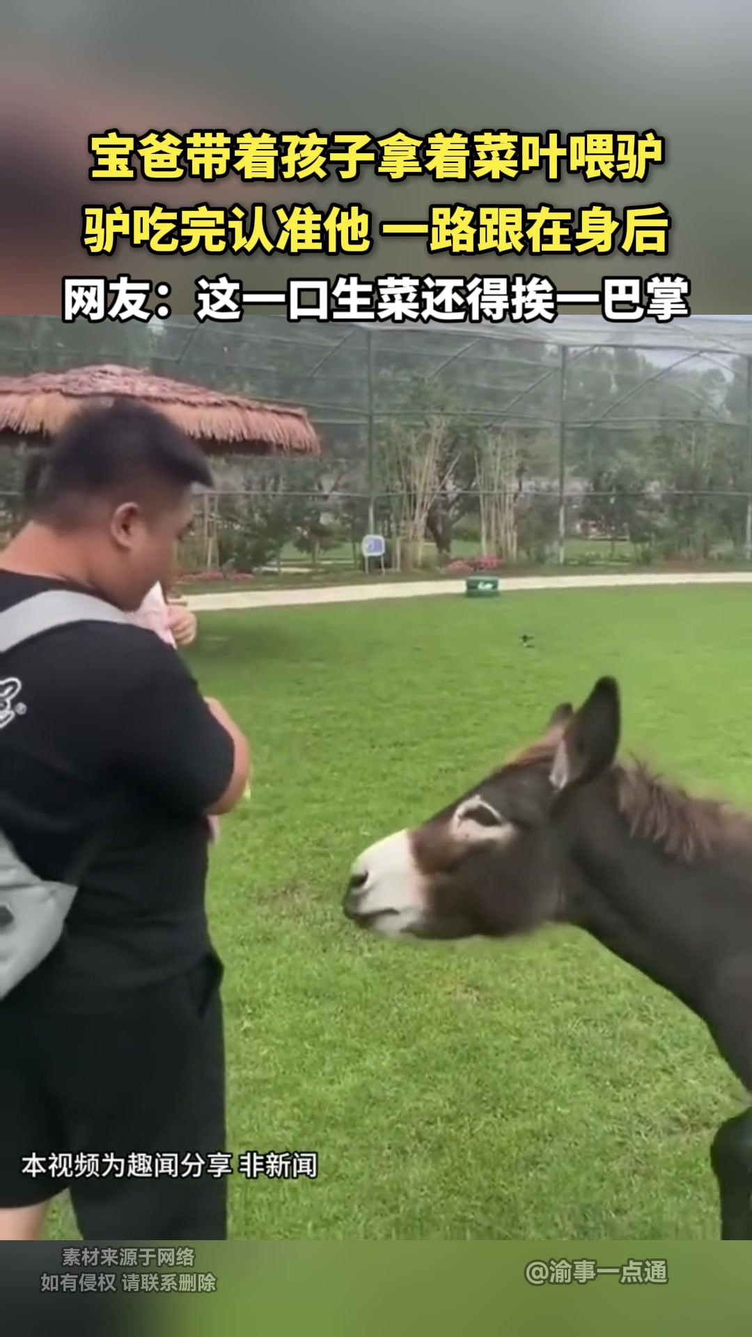 宝爸拿着菜叶喂驴驴吃完认准他 一路跟在身后