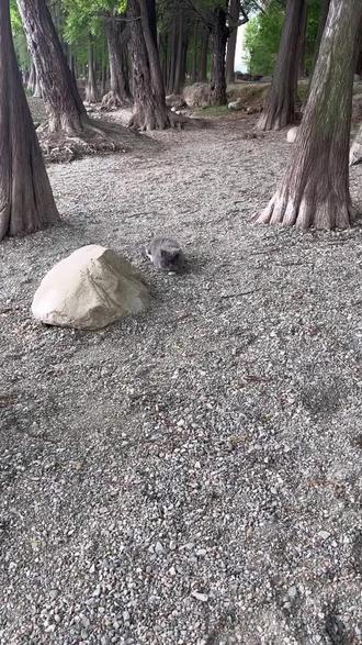 这么可爱的小猫咪没有人要吗？