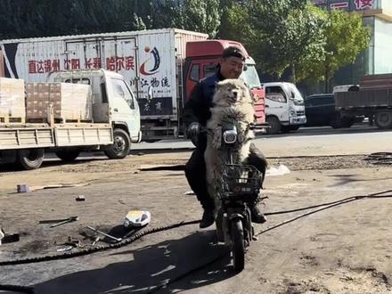 一只被汽修厂老板当做擦手布的萨摩耶，浑身黢黑却无比快乐