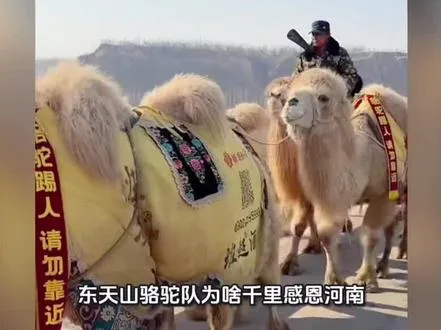 东天山骆驼队为啥千里感恩河南？