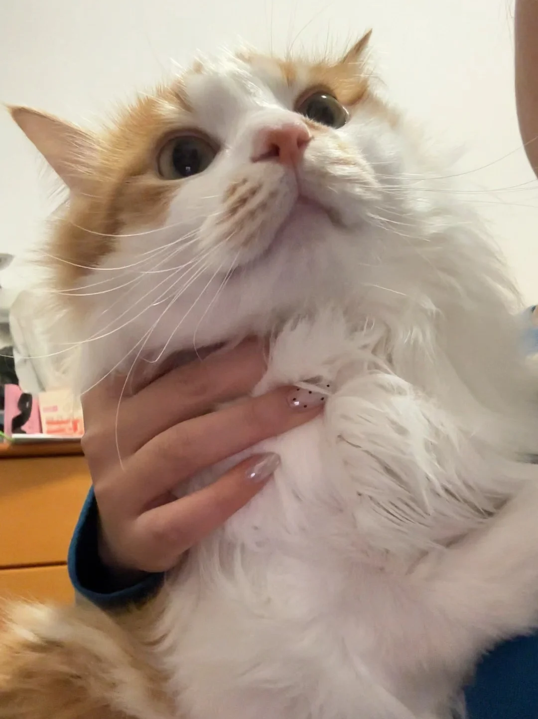 一口一个小猫咪