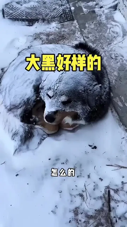 大黑是好样的