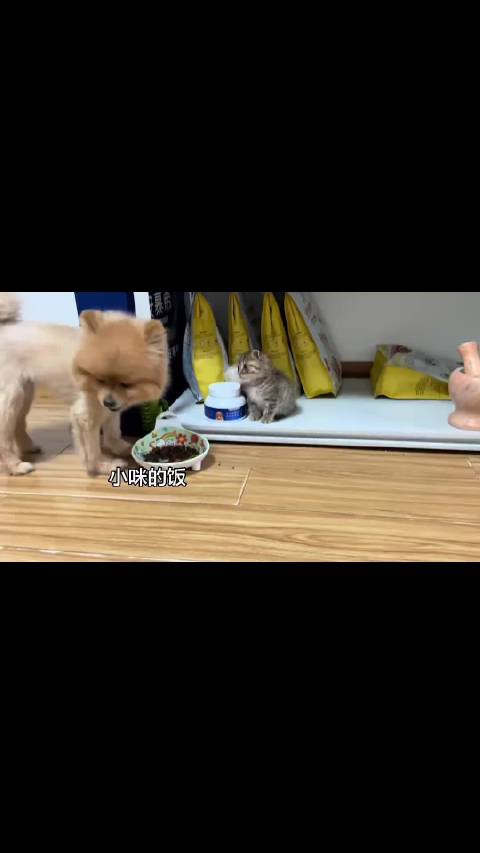 小猫的饭被狗狗吃了，小猫在一旁看着气的不行，想上去动手打狗狗，犹豫了很久还是不敢