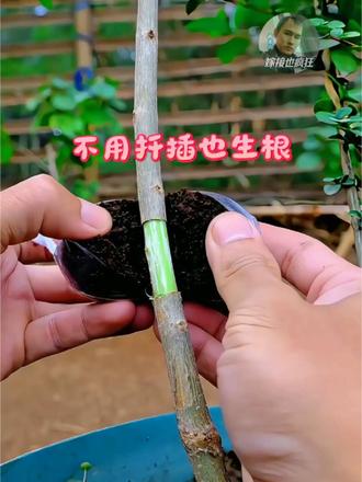 不用扦插也生根 园艺高空压条怎么做？掌握这个方法，枝条就能长出独立根系