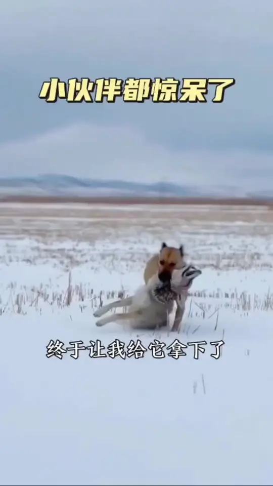 小伙伴都惊呆了