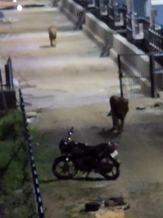 亚洲狮进村觅食 在亚洲狮唯一栖息地的古吉拉特邦，这些狮子和人类共处已经几百年，至于原因我的置顶视频有