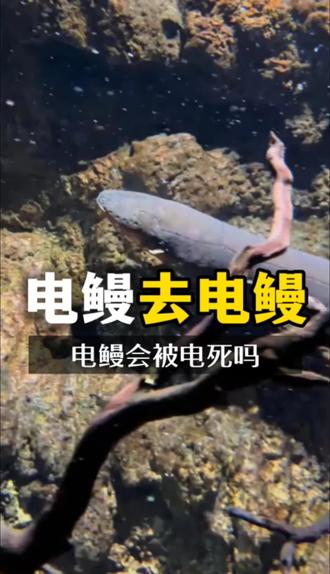 用电鳗的电去电电鳗 电鳗会被电死吗