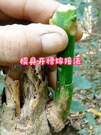 模具开槽嫁接法 果树榫卯阶梯嫁接，套模具开槽，接穗严丝合缝，嫁接成活率有效提升