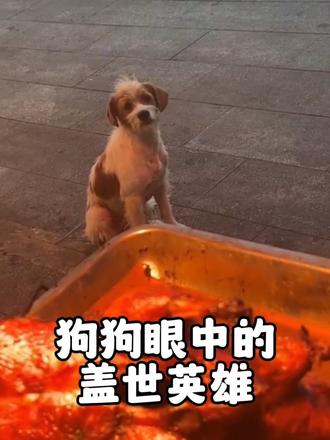 鸭屁股侠是狗狗眼中的盖世英雄，是流浪生涯中活下去的光芒
