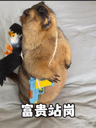 只因没人替自己换岗，土拨鼠“富贵”三年没睡过一个安生觉
