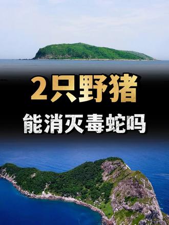 大连蛇岛盘踞两万条毒蛇，把2只野猪丢岛上，能消灭毒蛇吗？ （1）