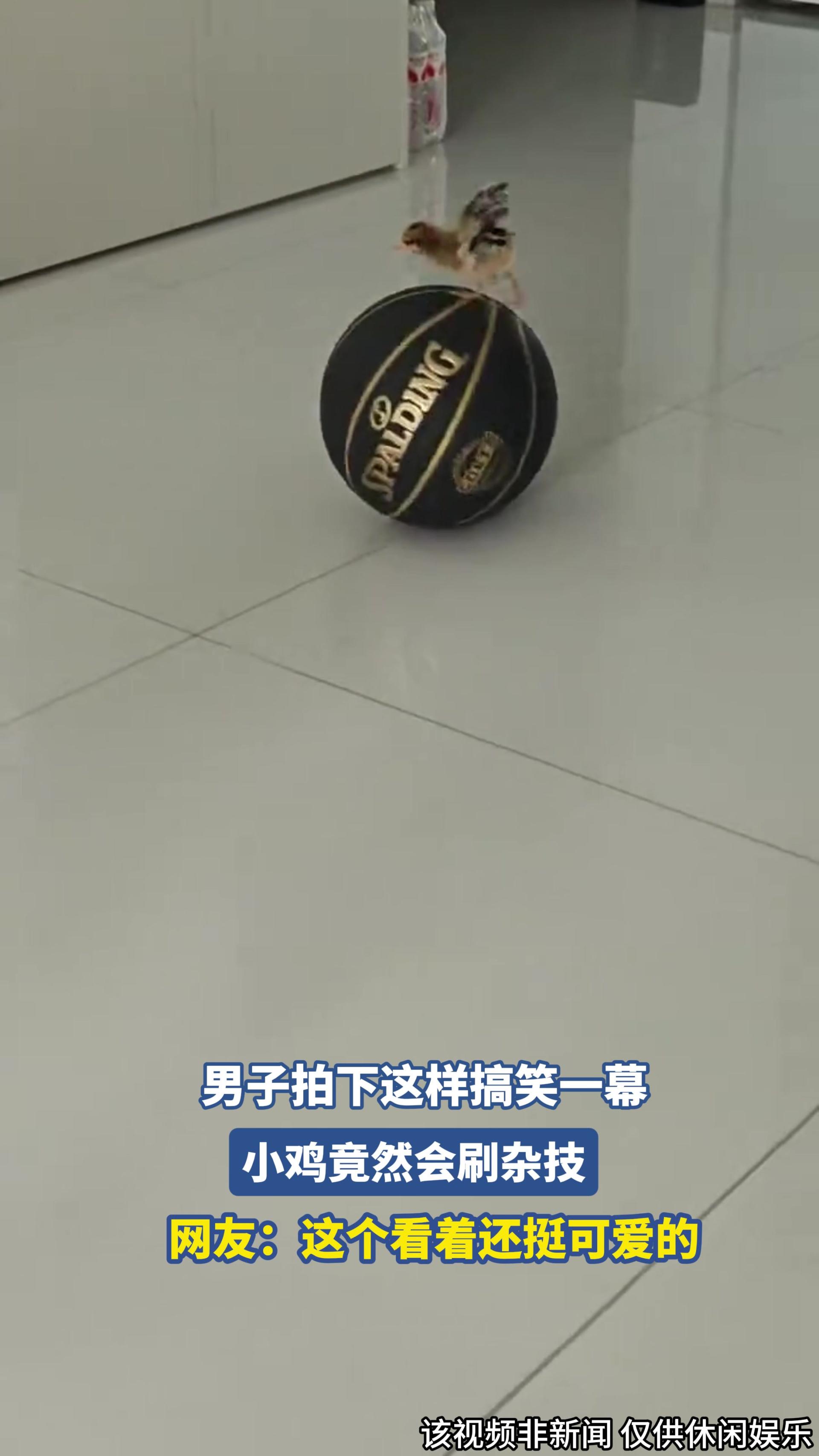 男子拍下这样搞笑一幕，小鸡竟然会刷杂技.