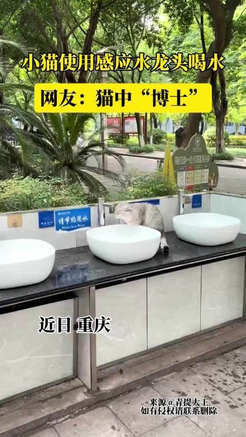 【#小猫会用感应水龙头喝水# 】近日，重庆。这只小猫太聪明啦，自己触发感应水龙头喝水，网友直呼这是猫