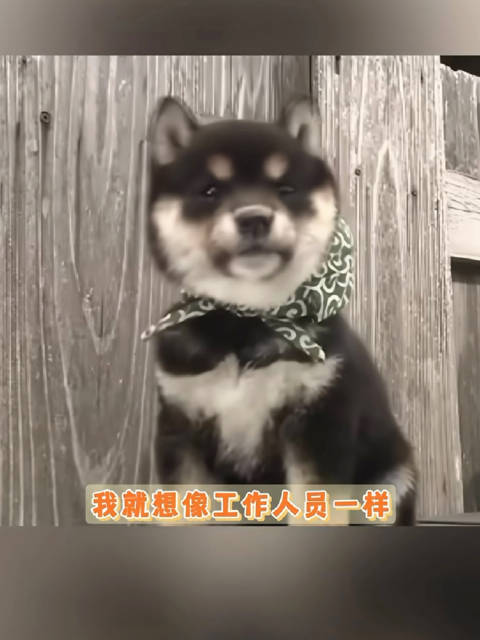 #奶奶假牙不见小狗露八颗牙#如果你喜欢小狗，你就要喜欢小狗的脾气 ，小狗的尖牙，小狗幼稚，小狗粘人，