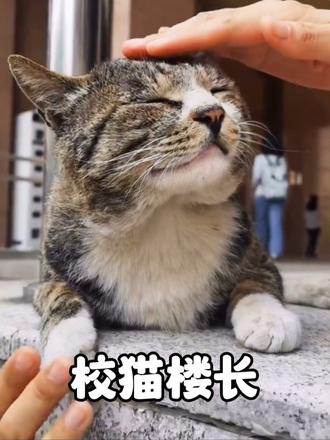 校猫“楼长”在北中医流浪十年，毕业生争相和它拍照留念