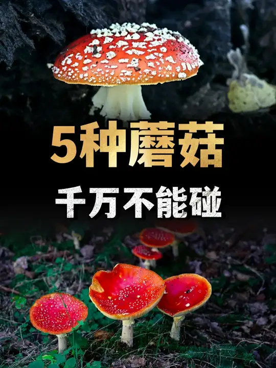 世界上最毒的5种蘑菇，你见过几种？最后一种千万不能碰 （3）