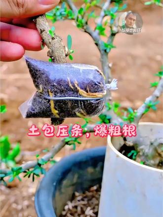 土包压条，爆粗根 盆景高压繁殖教程，土包夹住环剥枝条，铁丝勒紧锁水，等待长出盘旋粗根，在家就能培育新