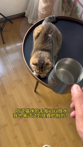 这是因为猫咪的毛发太油了吗？