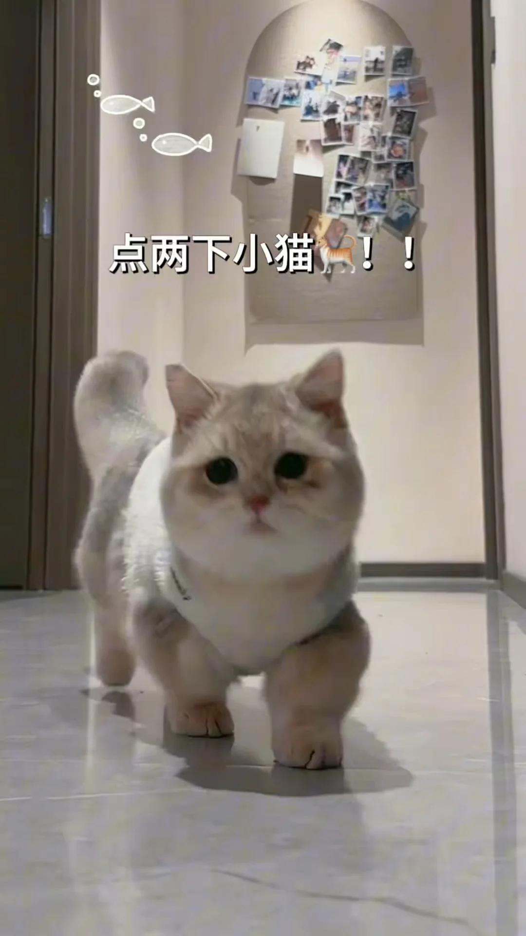 新特效！！给小猫搭个🏡