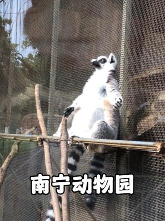 南宁动物园:但凡能找到一个正常的动物，都可以让老表退票了
