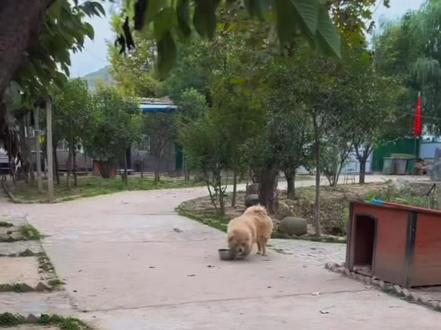松狮卤蛋第一次吃烤肉肠，画面有点不忍直视哈哈太逗了