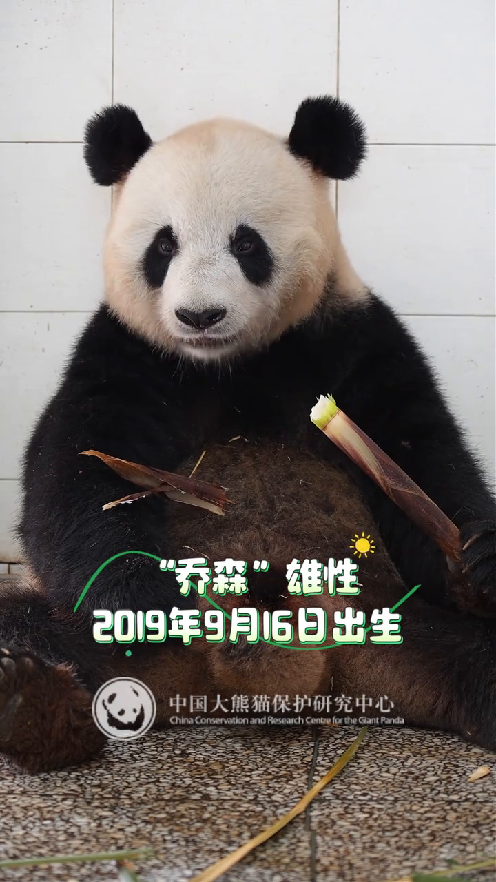 “乔森”的熊掌很好用