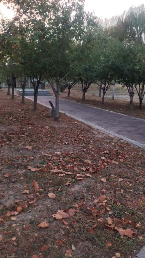 #城市漫步# 慢行在林间步道，树木还带着清晨的安静，微风轻轻吹过