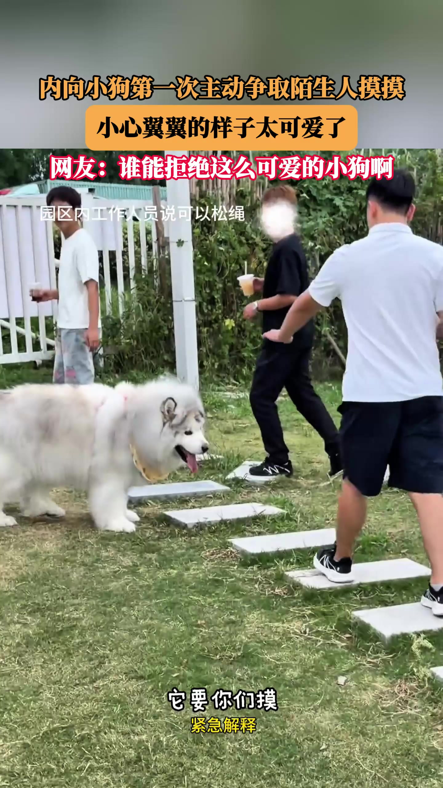 内向小狗第一次主动争取陌生人摸摸，小心翼翼的样子太可爱了