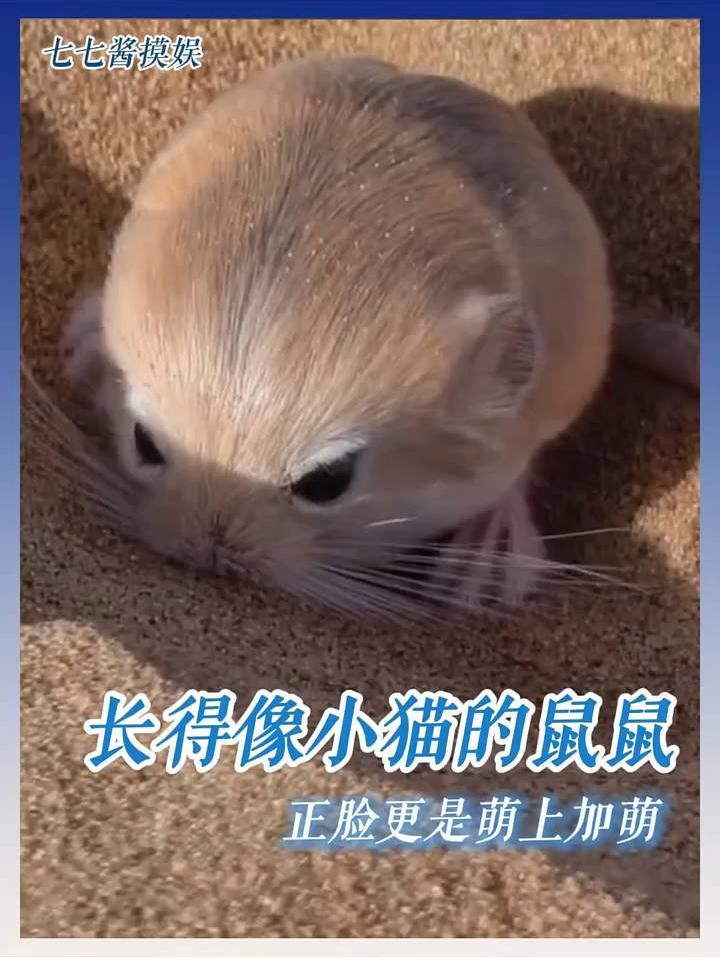 还没见过这么像小猫的鼠鼠