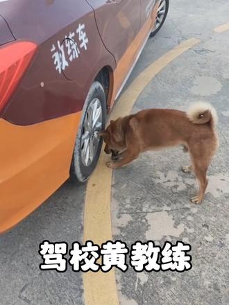 一只土狗竟然当起了驾校教练，教学质量好还从不骂人