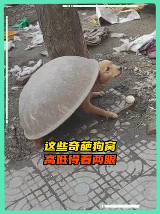 我的狗窝你的锅，奇葩狗窝高低得看两眼
