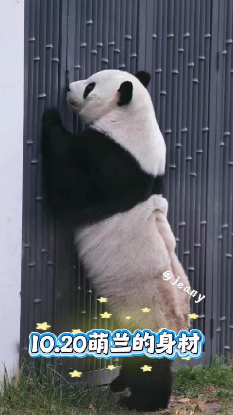 10.20萌兰🐼最佳男友的身材✅#大熊猫萌兰[超话]#  ​​​