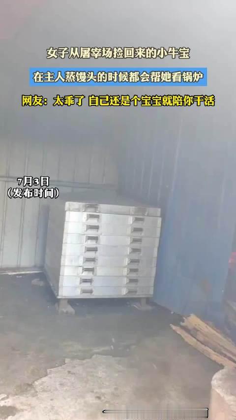 女子从屠宰场捡回来的小牛宝，在主人蒸馒头的时候都会帮她看锅炉