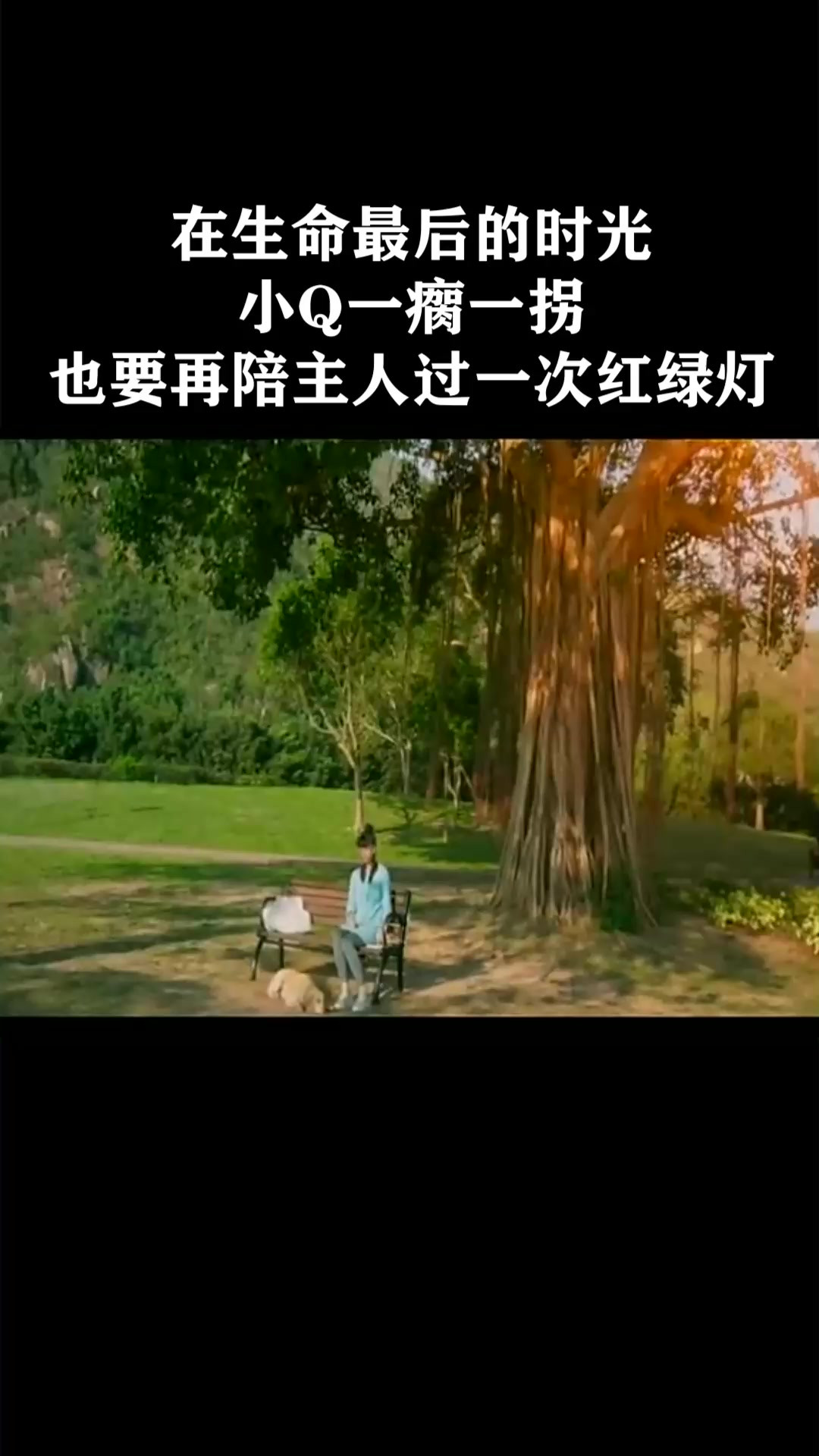 在生命最后的时光，小Q一瘸一拐，也要再陪主人过一次红绿灯《小Q》