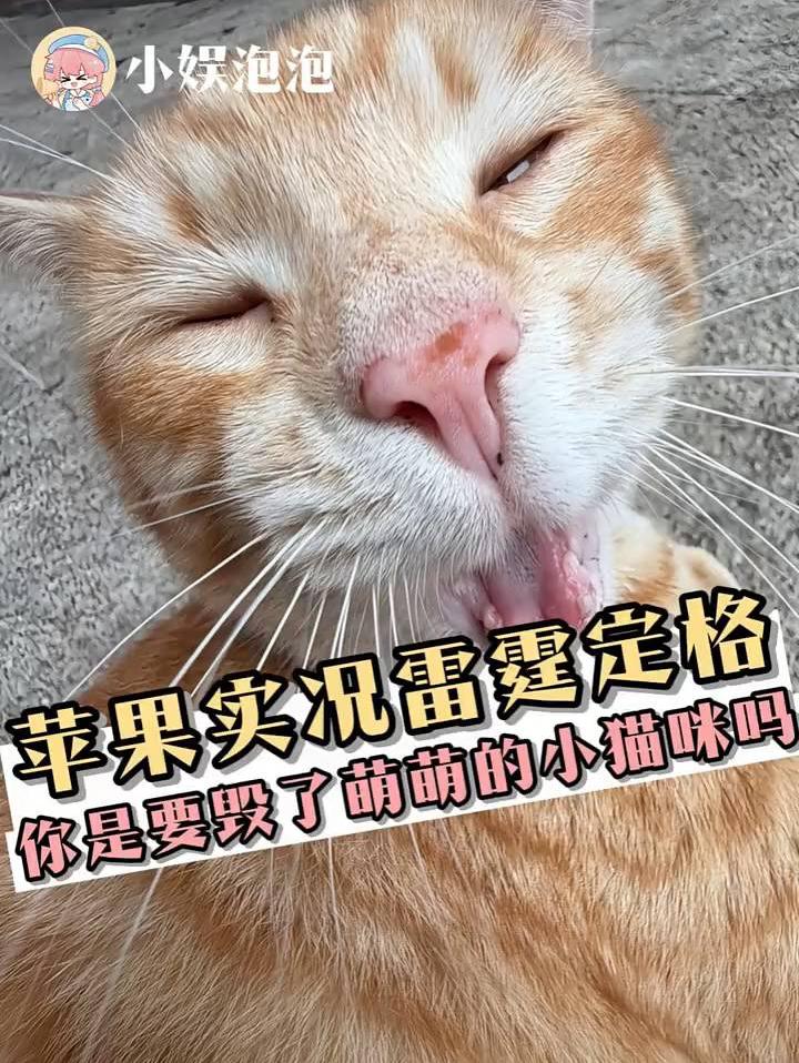 一堆人留下小猫咪的猎奇丑照就走了，剩我一个人笑得好崩溃...