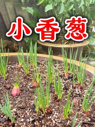现在正是种小香葱的好时候