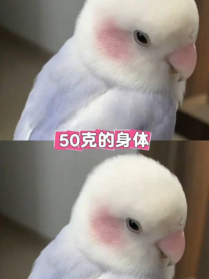 鹦鹉