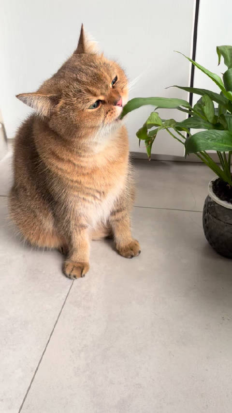 能吃吗，好像不能吃猫咪