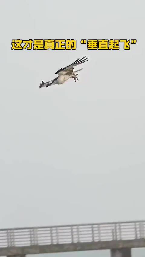 “这才是真正的垂直起飞”  ​​​