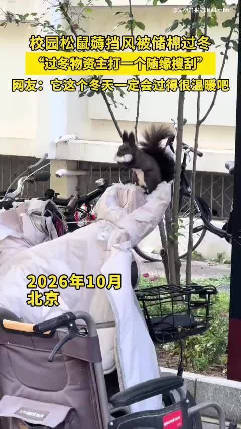 【#松鼠薅电动车挡风被棉花备冬太可爱# 】近日，北京。松鼠撕扯电动车挡风被薅取棉花，收集材料搭建过冬