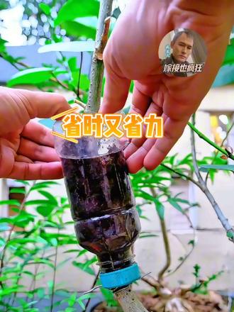 塑料瓶培育植物 用废旧塑料瓶做高空压条，轻松培育出新植株，环保又省钱