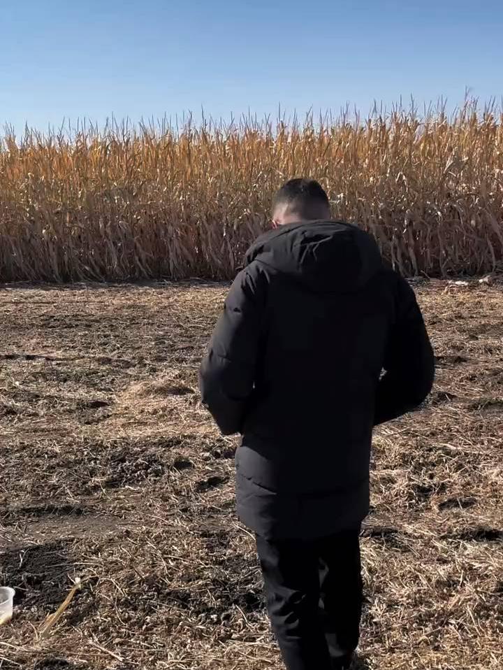 刘辉询问工人，听听大伙说说当地老百姓都是咋偷苞米的❗
