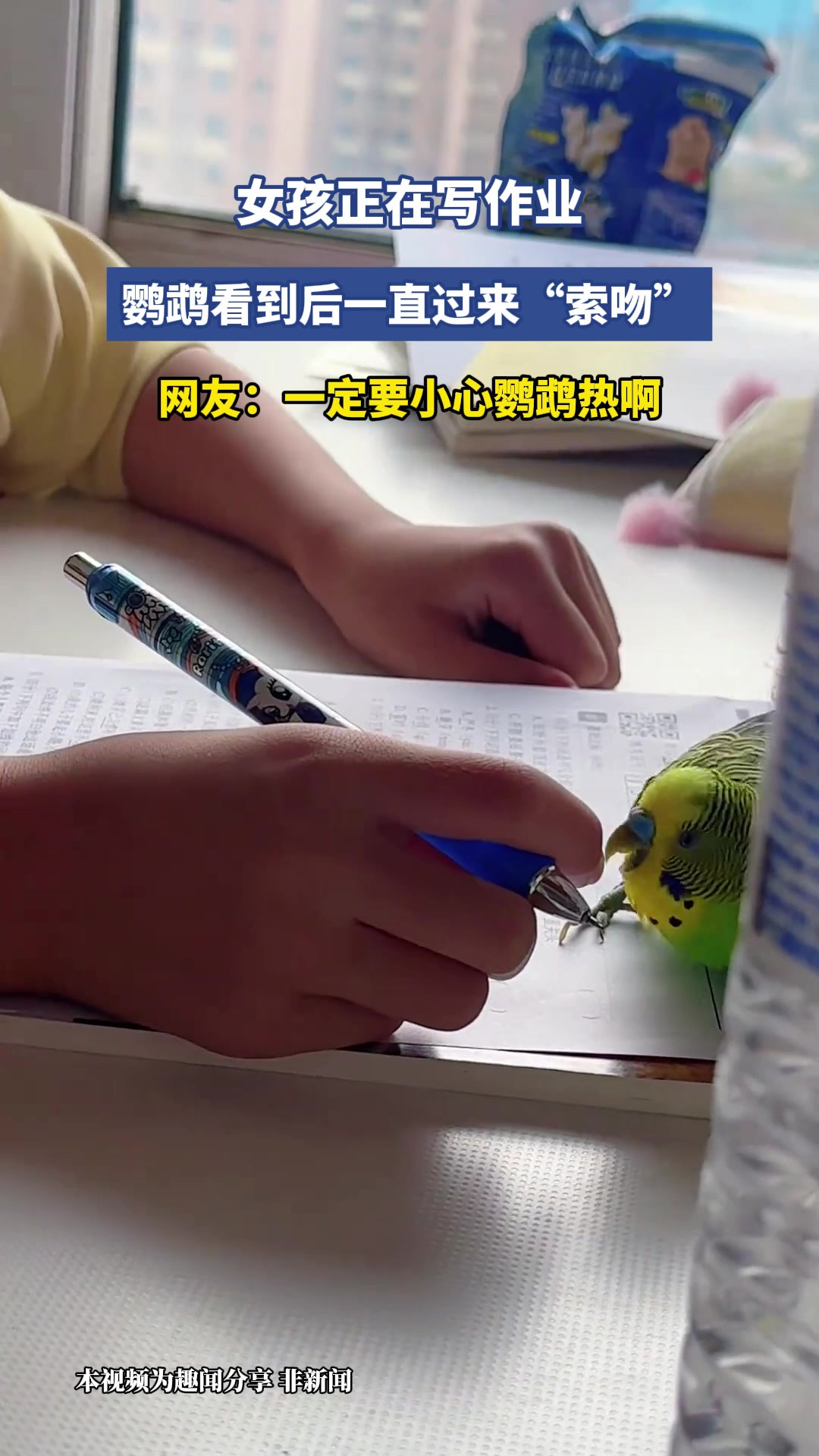 女孩正在写作业，鹦鹉看到后一直过来“索吻”，网友：一定要小心鹦鹉热啊