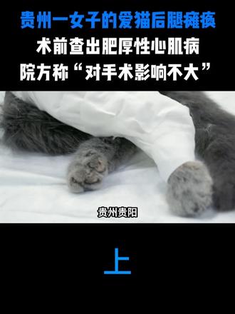 贵州一女子的爱猫后腿瘫痪，术前查出肥厚性心肌病，院方称“对手术影响不大”