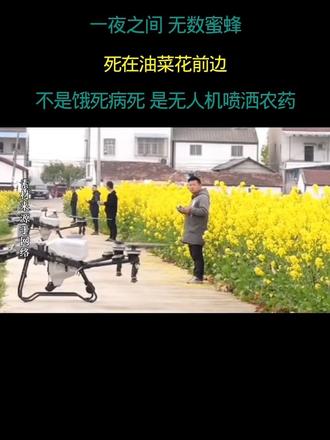 无不良引导 一夜之间 无数蜜蜂 死在油菜花前边 不是病死 不是饿死 是被无人机喷洒农药
