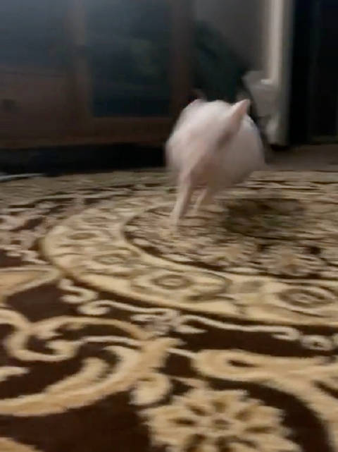 小猪奔跑速度超乎想象，最快可达18 km/h！
