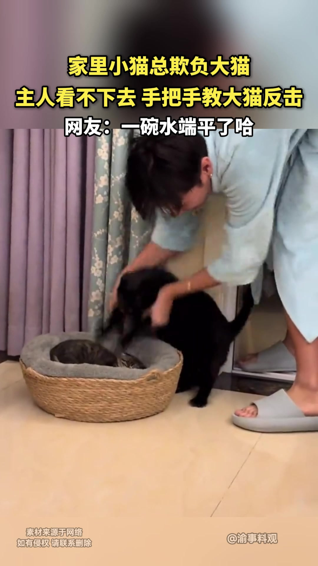 家里小猫总欺负大猫主人看不下去 手把手教大猫反击