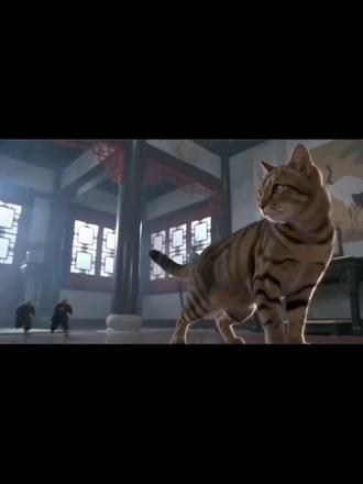 狸花猫的功夫