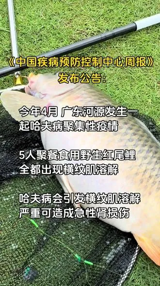 一条鲤鱼放倒5人，警惕哈夫病，野生鱼不要随便吃。
